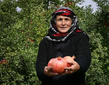 بزرگترین انارستان کشور میزبان جشنواره یاقوت سرخ