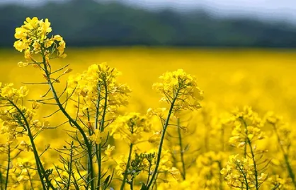 خرید تضمینی ۱۰۶ هزار تن کلزا از کشاورزان انجام شد