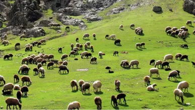 سهم ۲.۳ درصدی کردستان از کل دام سبک کشور