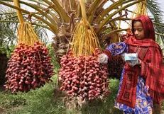 برداشت خرما در سیستان و بلوچستان از مرز ۱۵۰ هزار تن فراتر رفت