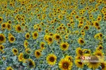 آفتاب گردون