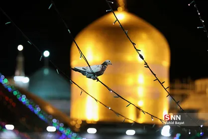 حال و هوای حرم مطهر رضوی در شب ولادت امام رضا علیه السلام