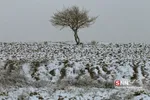 برف