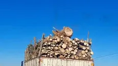 قاچاق غیرقانونی چوب درخت گز از منطقه سیستان در سایه ناهماهنگی دستگاه‌های نظارتی!+فیلم