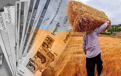سازمان هدفمندسازی یارانه ها اعلام کرد: پرداخت ۱۷ همت دیگر به گندم&zwnj;کاران