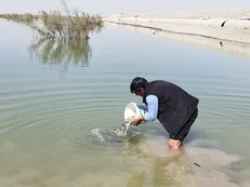 رهاسازی نخستین محموله بچه‌ماهی در دریاچه ۶۰۰ هکتاری نیمروز با هدف احیای معیشت صیادان