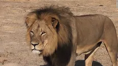 شکارچی شکار شیر‌ها شد/ سر تنها عضو باقیمانده از مرد بدشانس