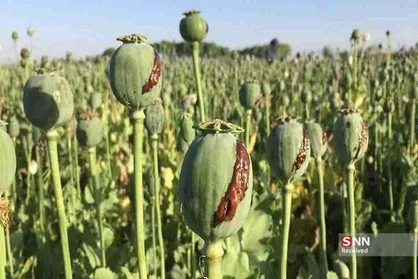 جلوگیری از کشت غیرقانونی گیاهان مخدر پایه