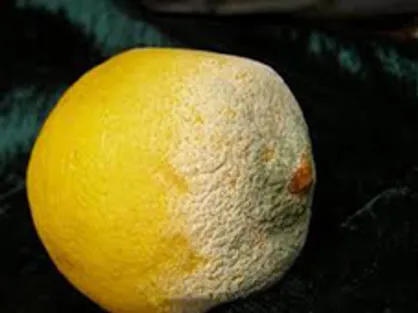 خوراکی&zwnj;های کپک&zwnj;زده را چه کنیم؟