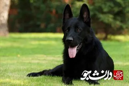 سگ&zwnj;ها پارکینسون را سال&zwnj;ها قبل از ظهور تشخیص می&zwnj;دهند