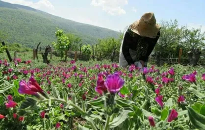 کشت گیاهان دارویی در استان بوشهر گسترش می&zwnj;یابد