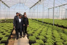 رشد ۱۲۰ هکتاری گلخانه‌ها در اردبیل و آغاز عملیات ۱۵۰ هکتار طرح جدید