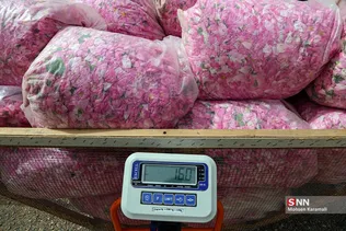  برداشت گل محمدی در قم 