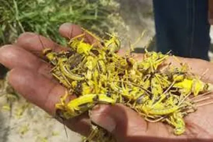 ملخ کیلویی ۸۰۰۰ تومان!