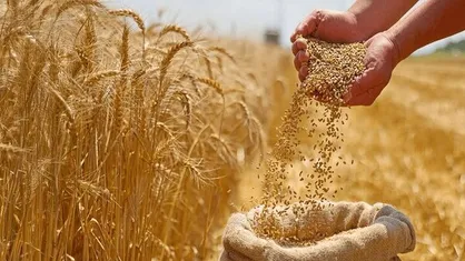 خرید تضمینی گندم به ۲ میلیون و ۳۰۰ هزار تن رسید