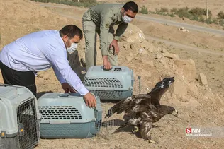 رهاسازی ۹ قطعه پرنده شکاری و آبزی در تالاب بهشت معصومه