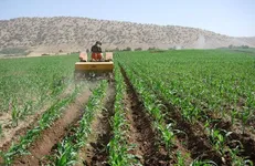 کشت ذرت علوفه‌ای در سیستان و بلوچستان از مرز ۲۰۰۰ هکتار گذشت
