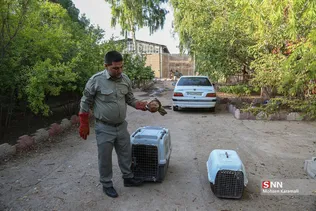 رهاسازی پرندگان شکاری در قم