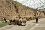 برف بهاری
