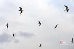 پرندگان مهاجر