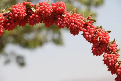 چالش&zwnj;های تولید محصولی استراتژیک به نام &laquo;زرشک&raquo; / چرا جهاد کشاورزی از زرشک&zwnj;کاران حمایت نمی&zwnj;کند؟