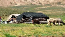 عشایر آبدانان قطب اصلی تولید پشم در ایلام‌اند