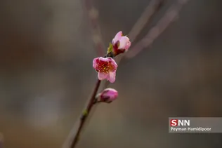 شکوفه های بهاری