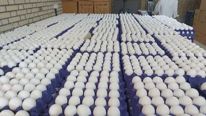 رشد ۱۳ درصدی تولید تخم مرغ در استان