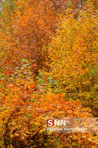 پاییز