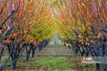 fall
