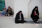 دبب