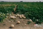 برداشت طالبی از مزارع قم