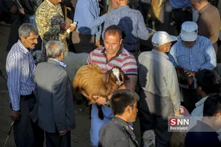 بازار دام