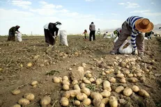 کاهش برداشت سیب زمینی نسبت به پارسال به دلیل سرمای پاییز