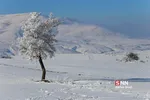 برف1