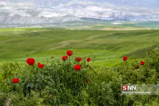 شقایق وحشی