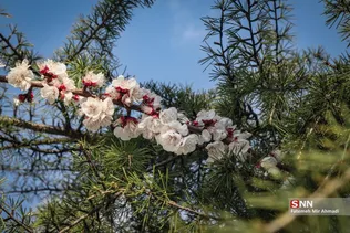بهار شکوفه ها 