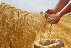 پیش‌بینی تولید ۴۵۰ هزار تن گندم در زنجان