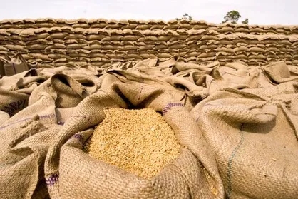 عوامل سه&zwnj;گانه کاهش ۳ میلیون تنی خرید تضمینی گندم در سال جاری