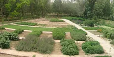 باغ گیاهان دارویی در یاسوج احداث می‌شود