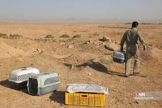رهاسازی ۹ قطعه پرنده شکاری و آبزی در تالاب بهشت معصومه