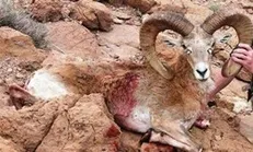 صدور مجوز شکار برای مشتی دلار از سوی دولت محیط زیستی/ بر ادامه فعالیت خود در این سازمان تجدید نظر کنید+ نامه