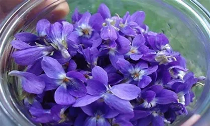 طرز تهیه "روغن گل بنفشه" + خواص درمانی