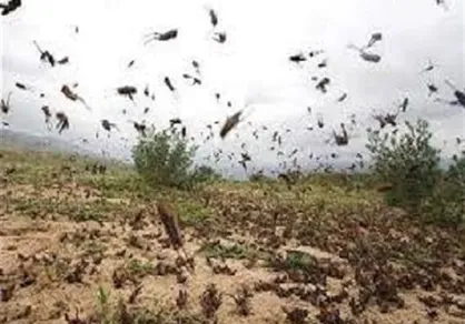 اختصاص ۶۵ میلیارد تومان برای مبارزه با ملخ صحرایی