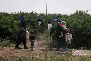 برداشت گل و گلاب‌گیری در باغ‌های موقوفه آستان مقدس حضرت فاطمه معصومه‎ (س)