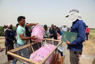  برداشت گل محمدی در قم 
