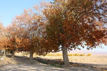 بارش باران به کمترین سطح ۳۰ سال گذشته رسید/ نخستین باران پاییز کی می&zwnj;بارد؟