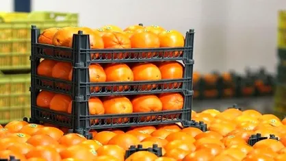 آغاز ذخیره خرمای مورد نیاز ماه رمضان و میوه شب عید/ سبد متنوع میوه در برخی استان&zwnj;ها