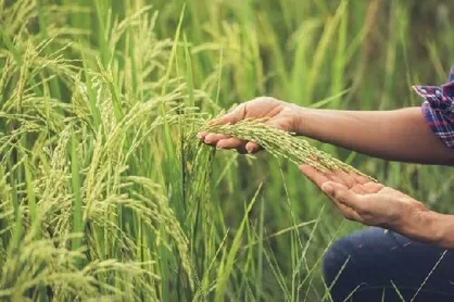 کنترل علف&zwnj;های هرز برنج به کمک عصاره&zwnj;های گیاهی و باکتری&zwnj;ها