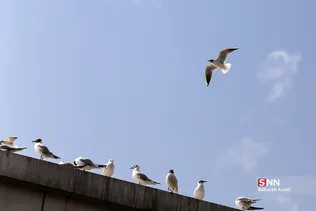 پرندگان مهاجر